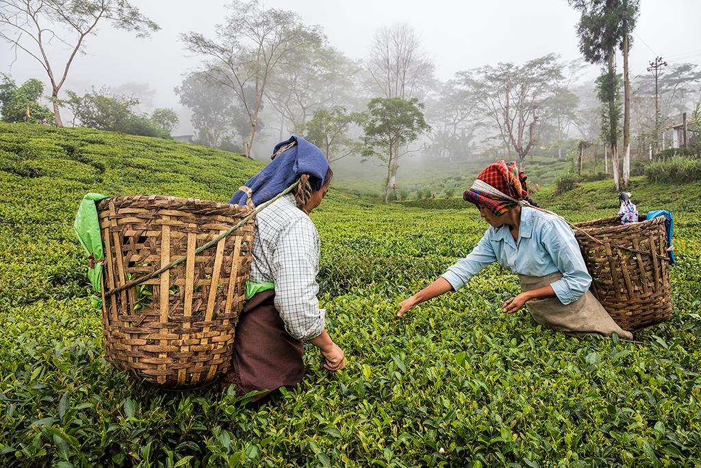 Country house Ging Tea House Darjeeling (West Bengal)