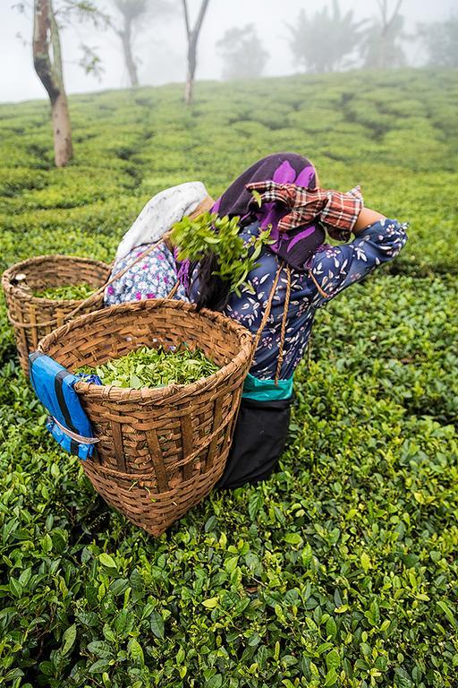 Country house Ging Tea House Darjeeling (West Bengal)