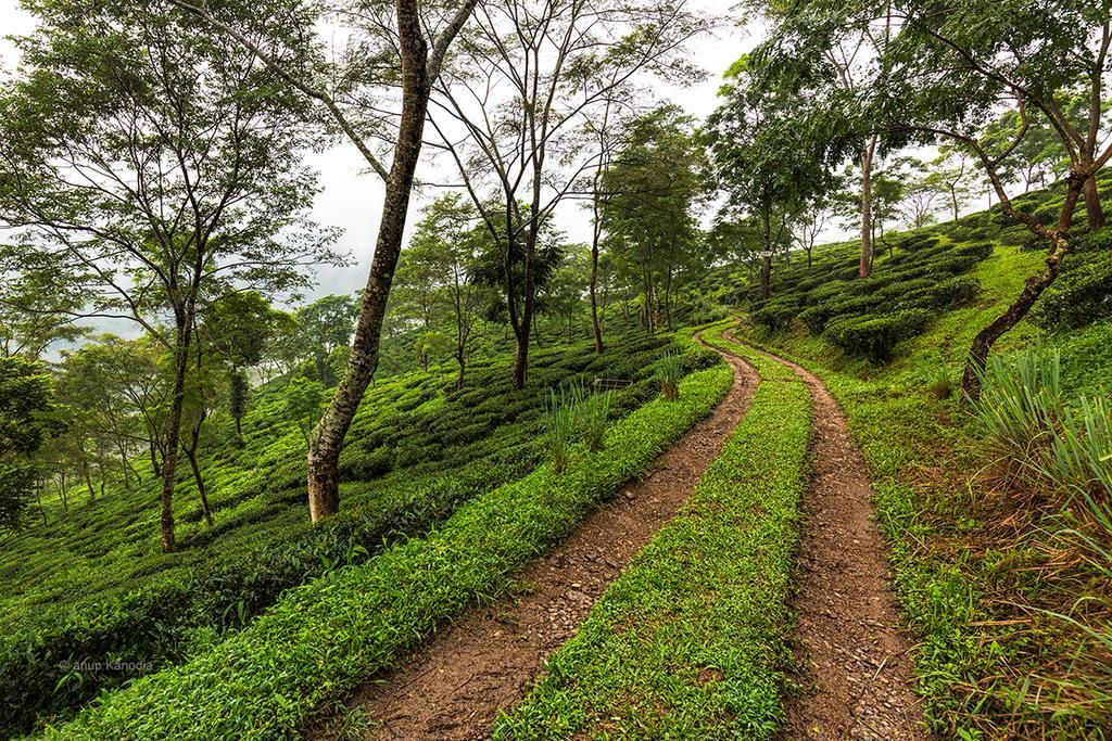 Ging Tea House Country house Darjeeling (West Bengal)